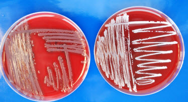 Seminar Mikrobiologie im GMP-Umfeld